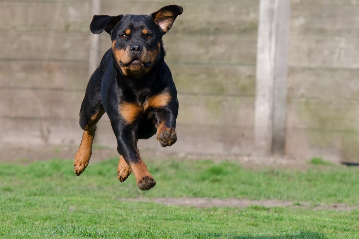 Déclarations de chiens en 1ère ou 2ème catégorie