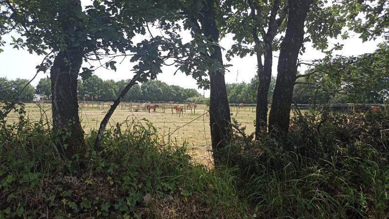 haies et chevaux