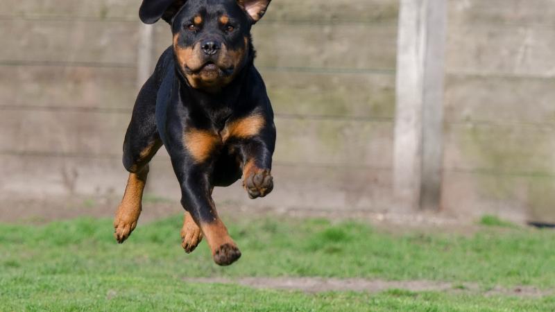 Rottweiler