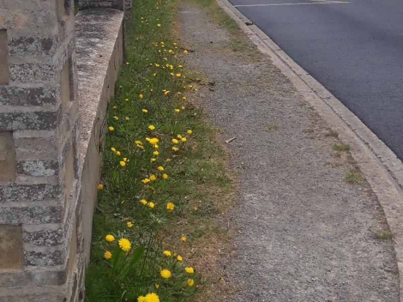 Fleurs en pieds de murs